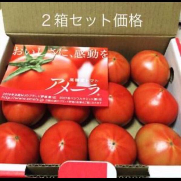 2ケース アメーラトマト 自信あります 高糖度 フルーツトマト 品質鮮度抜群!