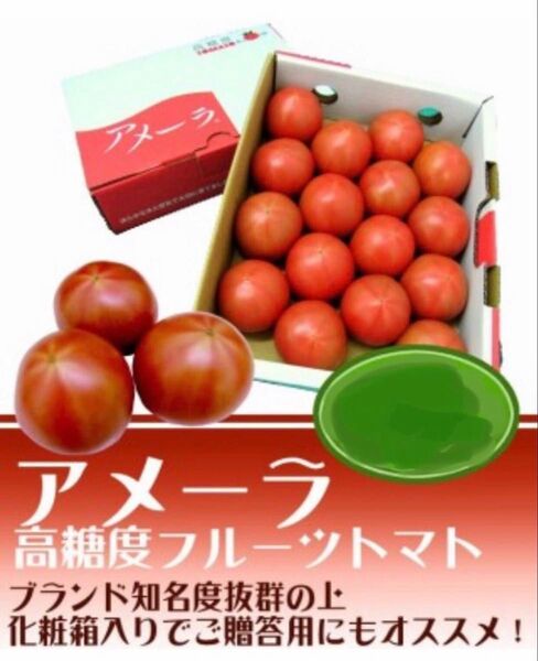 1ケース アメーラトマト 自信あります 高糖度 フルーツトマト 品質鮮度抜群!