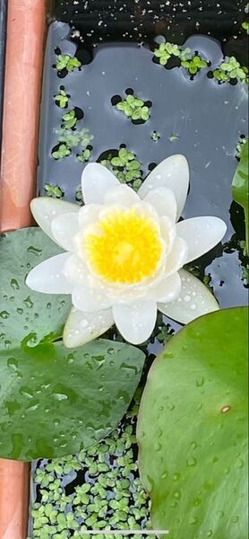 睡蓮 温帯性 スイレン 水生植物 水草 ビオトープ 宿根草 池 メダカ めだか