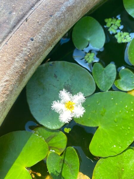 ガガブタ1株、ポンテデリア1株 水草 水生植物 ビオトープ 池
