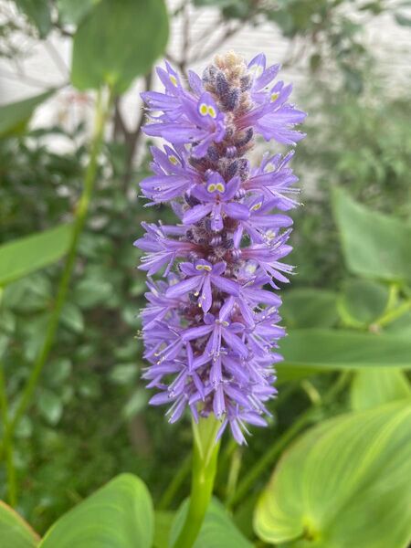 ポンテデリア コルダータ 2株 水生植物 ビオトープ 水草 宿根草 めだか