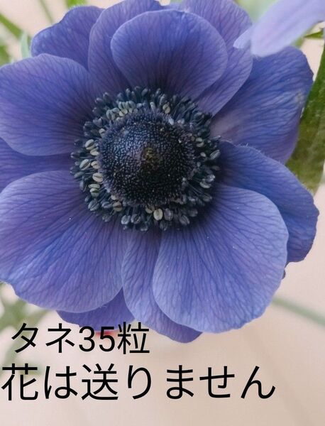 アネモネのタネ35粒 コバルトブルー
