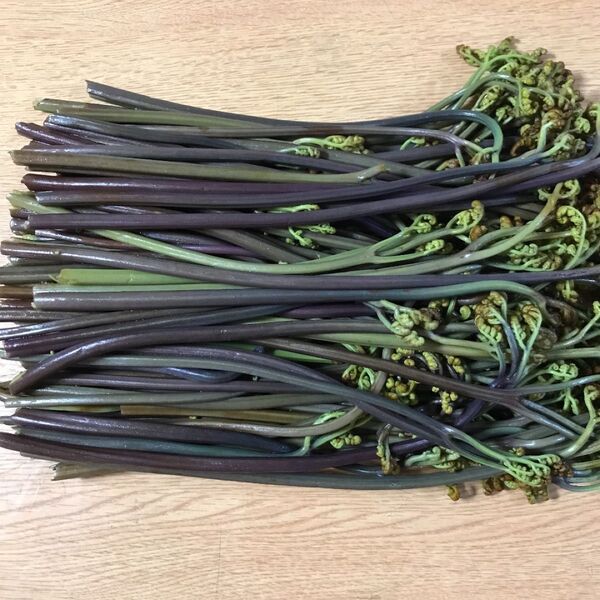 アク抜きシャキシャキ わらび 450g