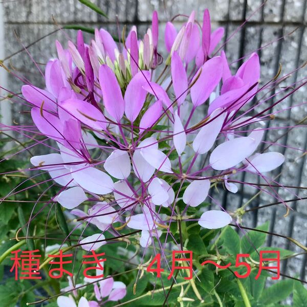 クレオメ(風蝶草)種 150粒以上