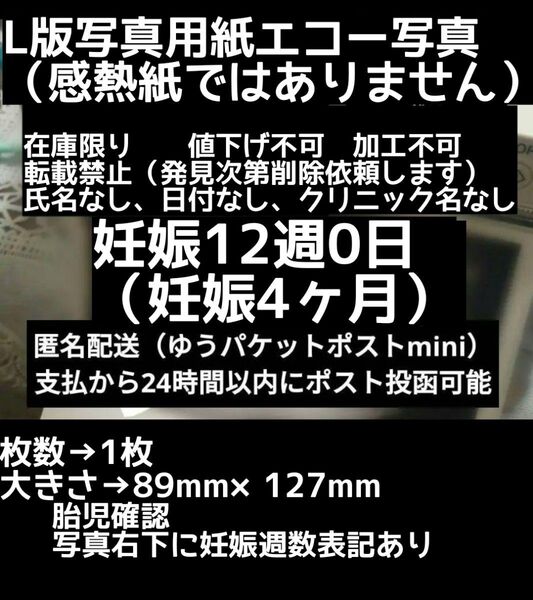 【値下げ不可】L版写真用紙 妊娠12週0日 エコー写真 妊娠初期 妊娠4ヶ月