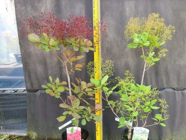 RW3スモークツリー赤、白花 接木高さ70cm鉢物大苗2品種セット