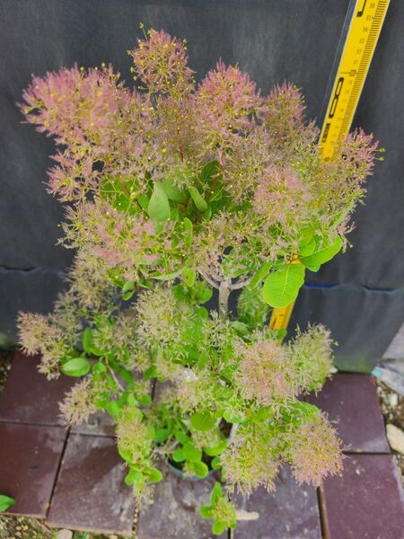 SW4スモークツリー白花接木高さ90cm~6号鉢物大苗マロンホワイト