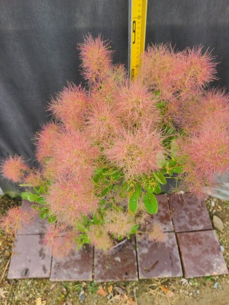 SP2スモークツリー桃花接木高さ90cm6号鉢物大苗ピンクエンジェル