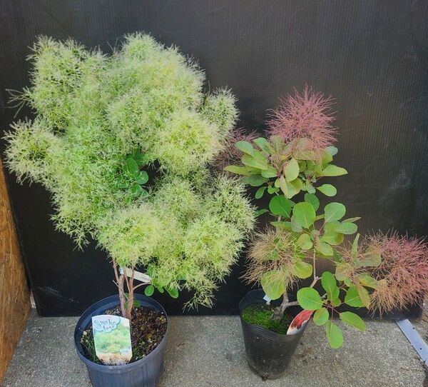 RW3スモークツリー赤、白花 接木高さ70cm鉢物大苗2品種セット