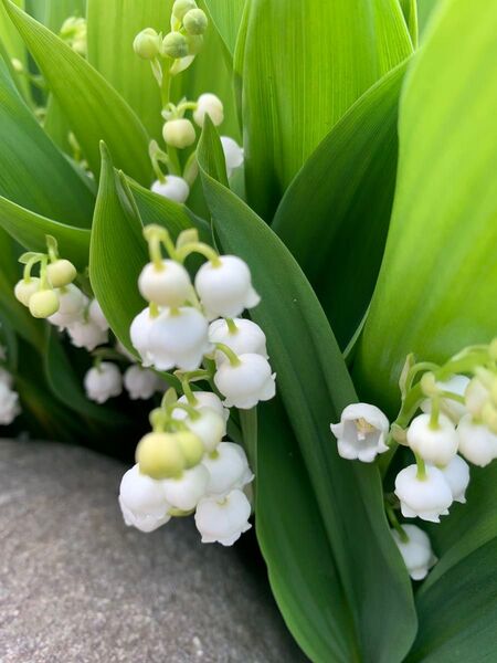 ドイツスズラン 白花 抜き苗 5本