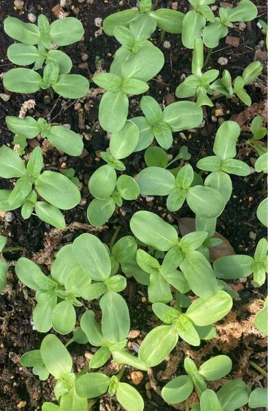ひまわりの苗 3株売り 双葉 種から育てた苗