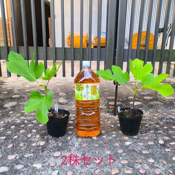 ダルマティ 苗 苗木 イチジク 挿し木苗 2株セット 宅配便配送