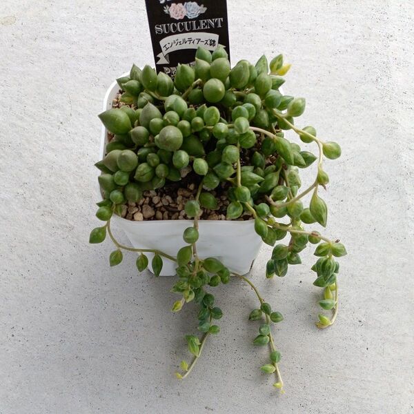 多肉植物 エンジェルティアーズ錦カット苗