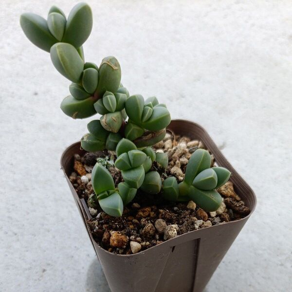 多肉植物 碧魚連