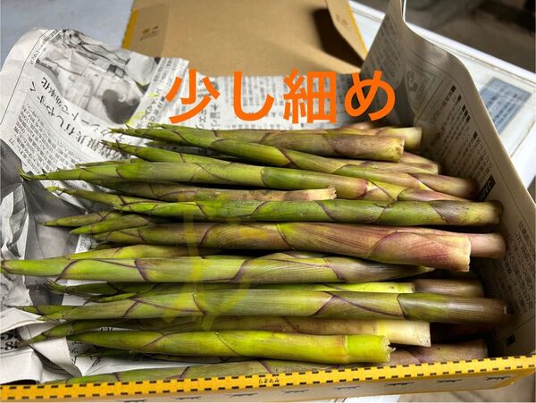 少し細め 1キロ 山形県産根曲り竹 姫竹