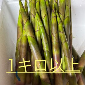 タケノコ 1キロ以上 朝採れ 山形県産根曲り竹