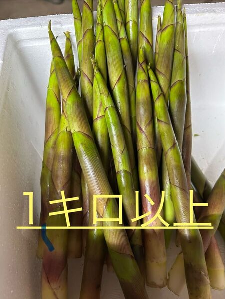 タケノコ 1キロ以上 朝採れ 新鮮 山形県産根曲り竹