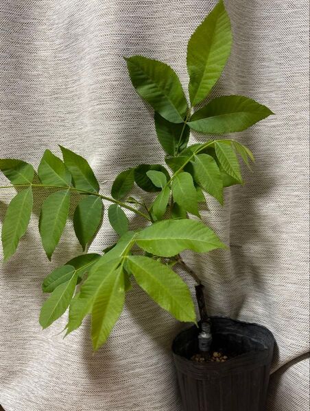 ペカンナッツ 接木苗 peruque