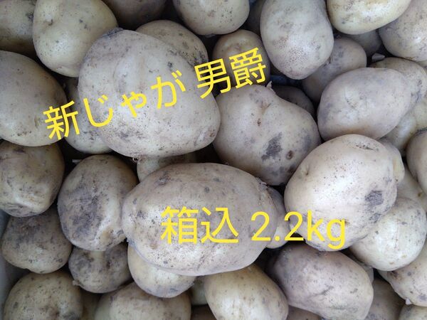 訳あり 新じゃがいも 男爵 箱込2.2kg 埼玉産
