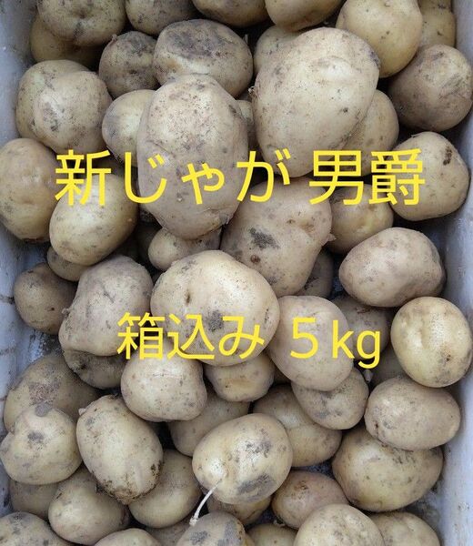 訳あり 埼玉産 新じゃがいも 男爵 箱込5kg