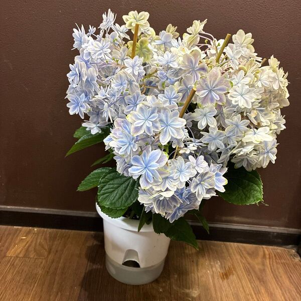 紫陽花 鉢植え、写真丸ごと段ボール発送
