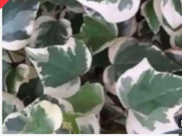 おかめズタの切穂 3本、保湿してネコポス入る分量で発送