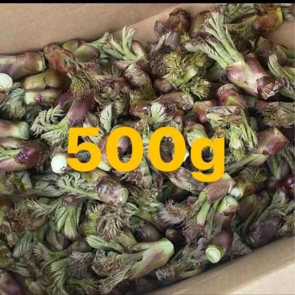 北海道産 天然タラの芽 500g 即日発送!
