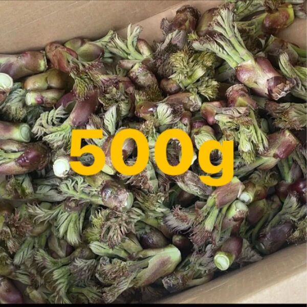 北海道産 天然タラの芽 500g 即日発送!