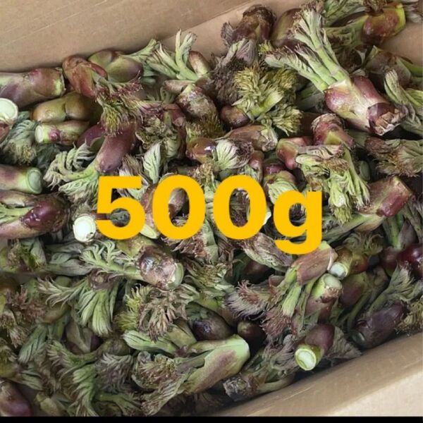北海道産 天然タラの芽 500g 即日発送!
