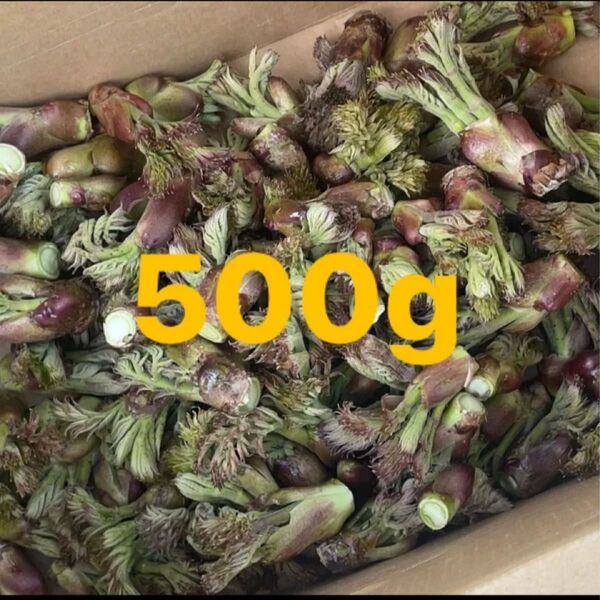 北海道産 天然タラの芽 500g