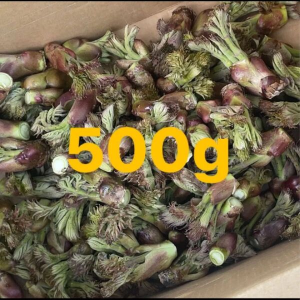 北海道産 天然タラの芽 500g 即日発送!