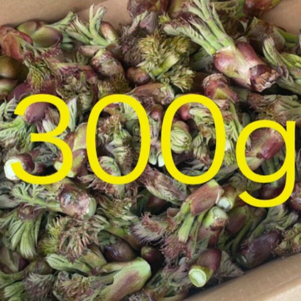 北海道産 天然 タラの芽 300g
