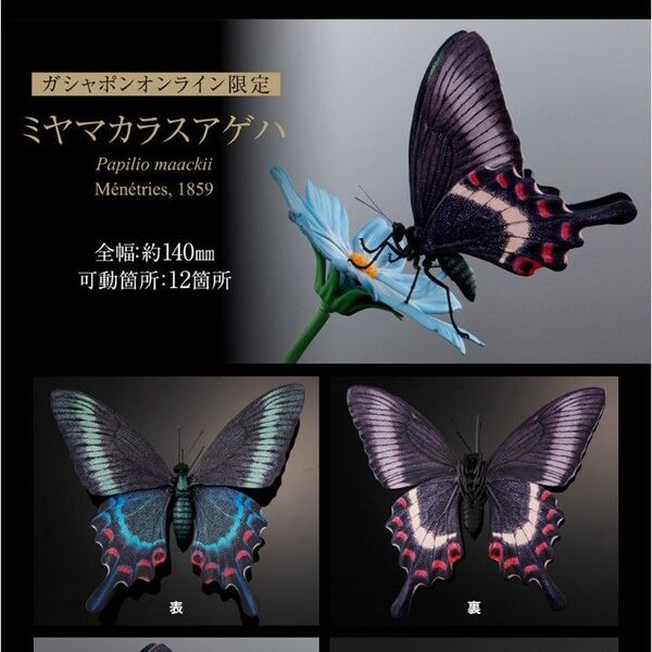 ミヤマカラスアゲハ いきもの大図鑑アドバンス アゲハチョウ オンライン限定版 バンダイ ガシャポンオンライン ガシャポン