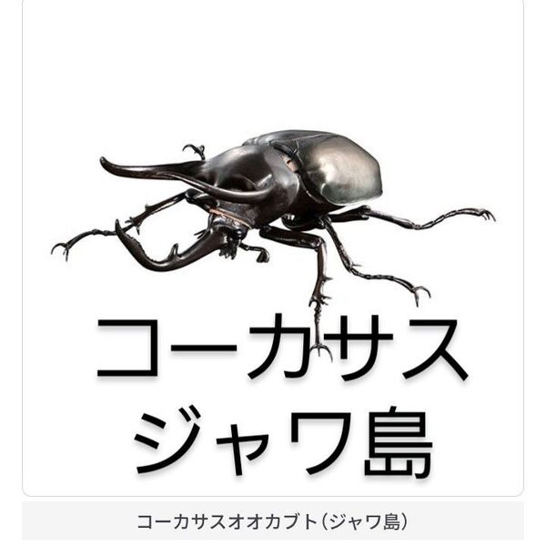 いきもの大図鑑アドバンス コーカサスオオカブト ジャワ島 ガチャ ガシャポン バンダイ