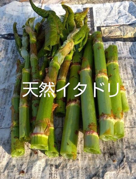 天然イタドリ★ネコポス満ぱい★採れたて発送★北海道産