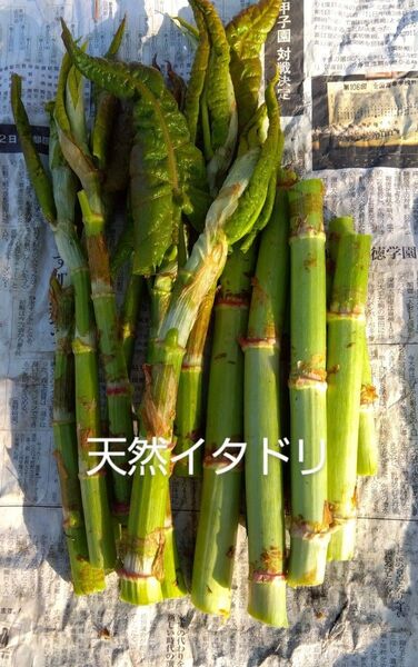 天然イタドリ★ネコポス満ぱい!★採れたて発送★北海道産