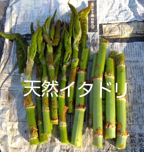 天然イタドリ★ネコポス満ぱい★採れたて発送★北海道産