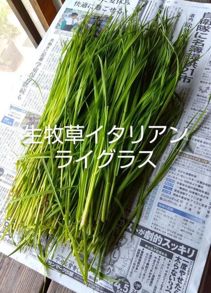 生牧草イタリアンライグラス★250g★農薬不使用★採れたて発送!