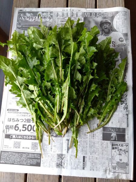 天然タンポポの葉っぱ★250g★無農薬★採れたて発送!