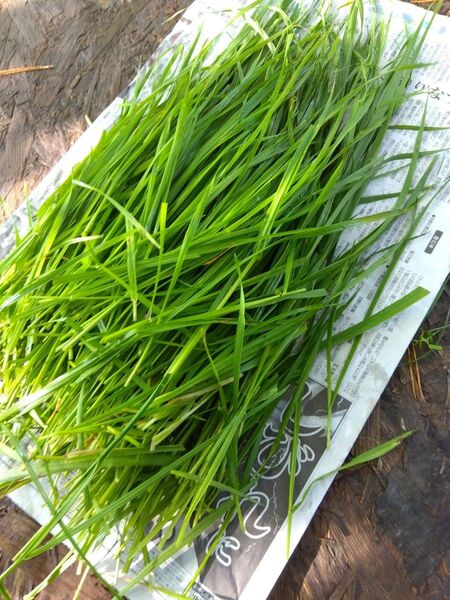 生牧草★イタリアンライグラス★250g★農薬不使用★採れたて発送!