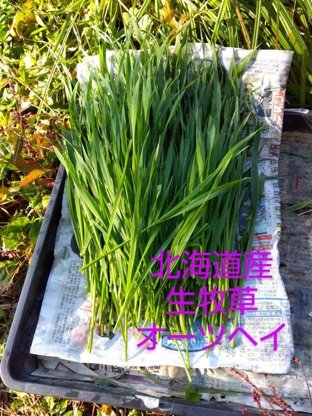 生牧草★オーツヘイ★250g★農薬不使用★採れたて発送!★北海道産