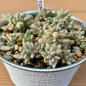 姫秋麗,ベビーサンローズ,セダム6種 カット苗 虹の玉葉挿し用