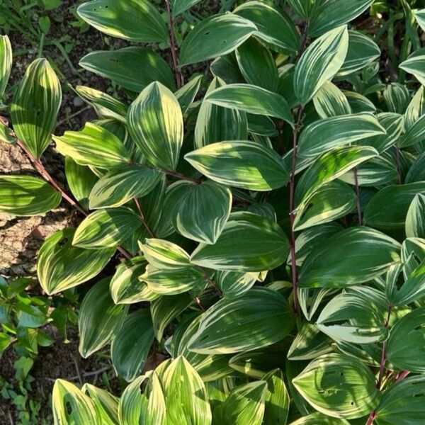 斑入りアマドコロ 山野草 8〜10本