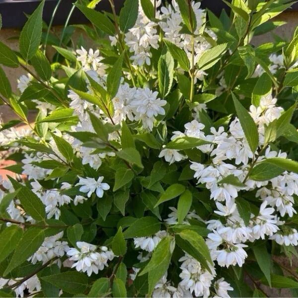 姫ウツギ ハツユキカヅラ 抜き苗(各2本) ベビーサンローズ パリダム カット苗 虹の玉 葉挿し
