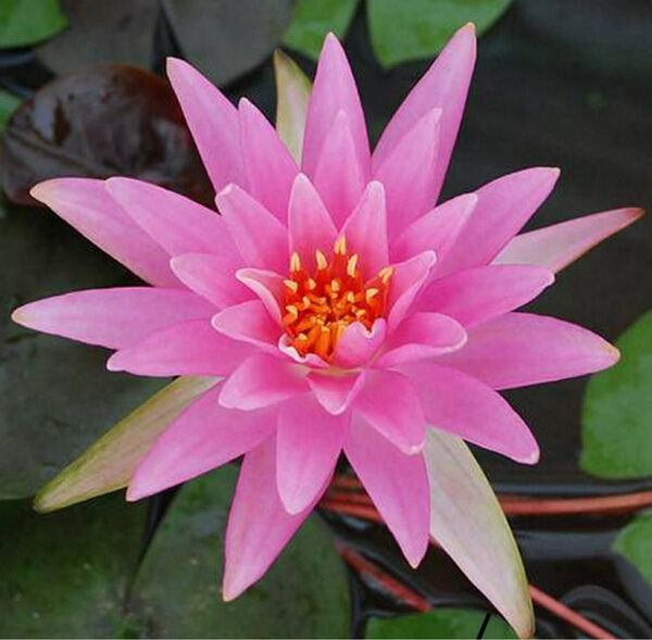 耐寒性睡蓮 ローズアレイ 水生植物 温帯性睡蓮 小苗