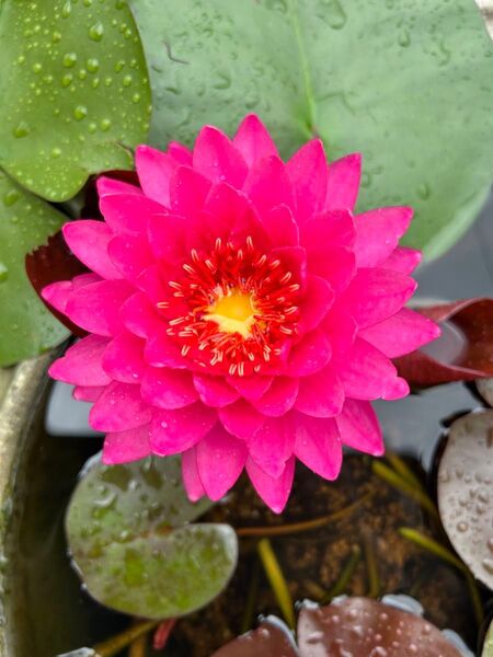 耐寒性睡蓮 ラズベリー 水生植物