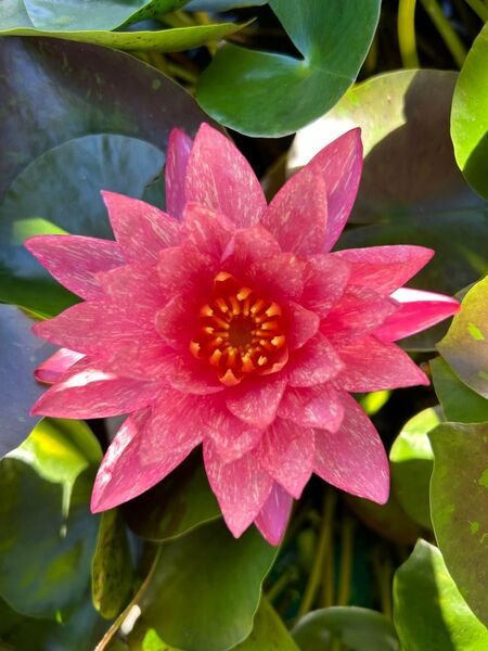 耐寒性睡蓮 ワンビサ 水生植物 小苗