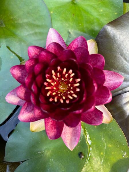 耐寒性睡蓮 オールモストブラック 小苗 水生植物