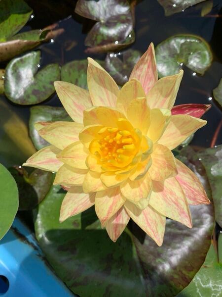 耐寒性睡蓮 パラニー 水生植物 温帯スイレン