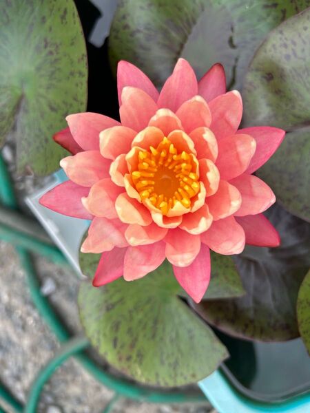 耐寒性睡蓮 グレッグス オレンジ ビューティ 水生植物 温帯睡蓮
